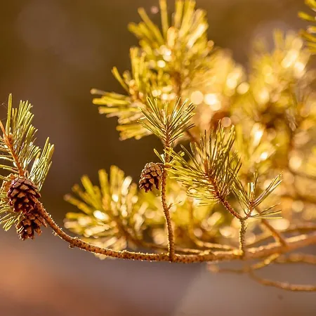 Marika Centre * Alajõe