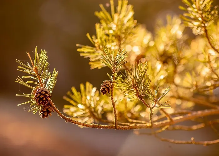 Marika Centre * Alajõe